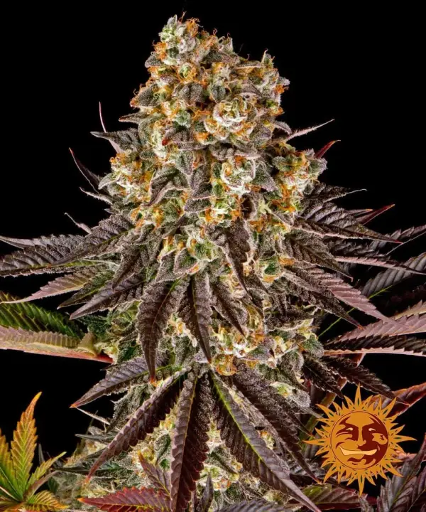 Gelato #45 | Barney's Farm | FEM Photoperiod Seeds