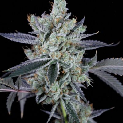 SIN CITY SEEDS - CHOCOLATE RIVER STRAIN - FEM PHOTO -7 PACK - Image 4