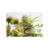 DUTCH PASSION - JORGE'S DIAMONDS #1 - FEM PHOTO - Image 2