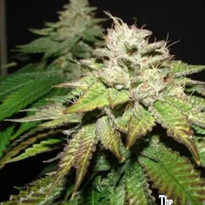 Pre 98 Bubba BX2 | Cali Connection | FEM Photoperiod Seeds