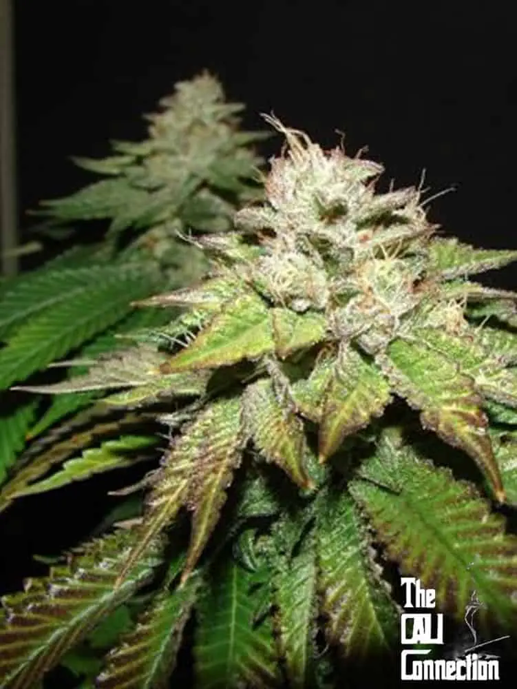 Pre 98 Bubba BX2 | Cali Connection | FEM Photoperiod Seeds