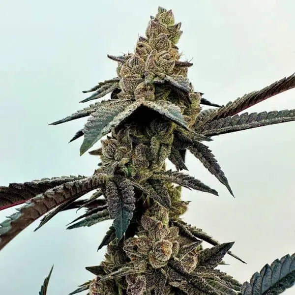 EXOTIC GENETIX - NEON SUNSHINE STRAIN - FEM PHOTO - 6 PACK