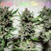 SOFEM GENETICS - LEMON SKUNK TANGIE STRAIN - AUTO FEM - 3 PACK - Image 4