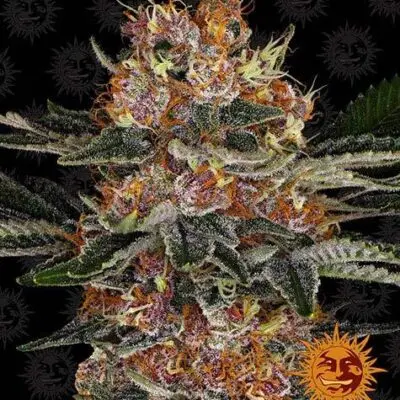 Purple Punch Auto | Barney's Farm | FEM Autoflower Seeds