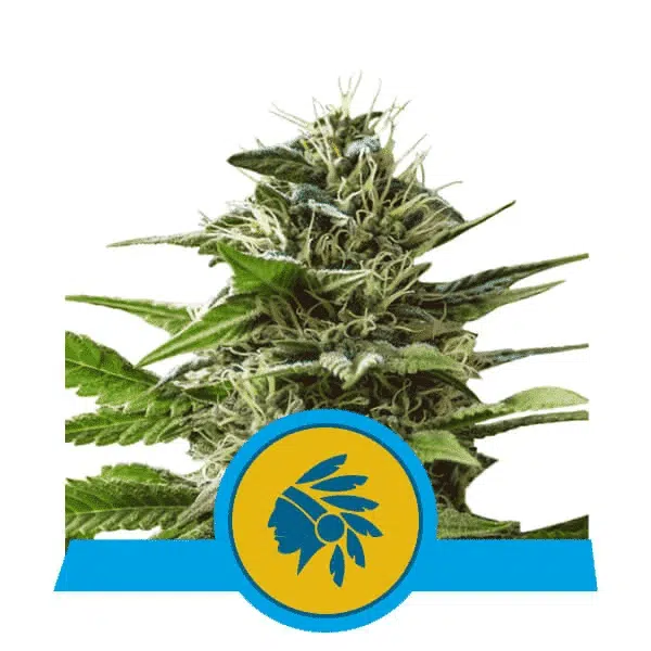 ROYAL QUEEN SEEDS - TATANKA PURE CBD STRAIN - FEM PHOTO