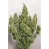 DUTCH PASSION - MAZAR - AUTO FEM - Image 2