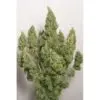 9f8225 Mv2