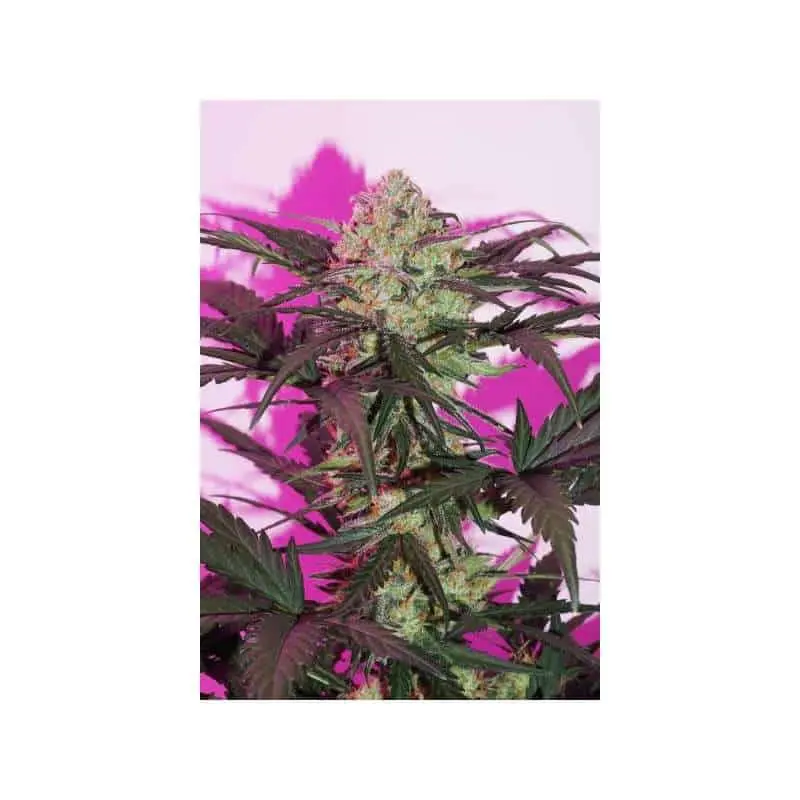 Night Queen Auto