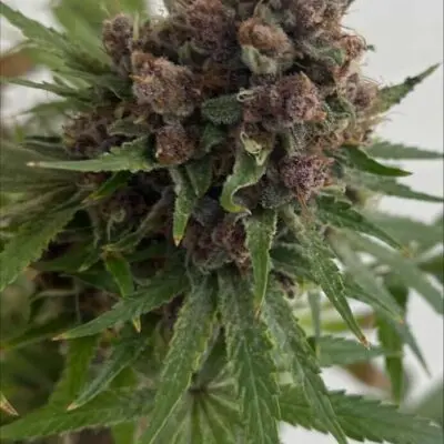 MOSCA SEEDS - VENUS BLUE STRAIN - FEM PHOTO - 8 PACK