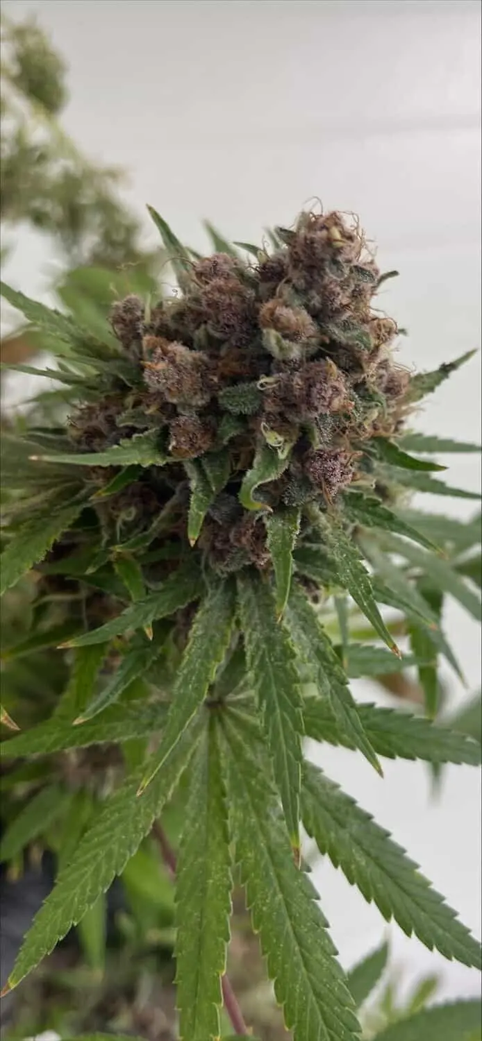 MOSCA SEEDS - VENUS BLUE STRAIN - FEM PHOTO - 8 PACK