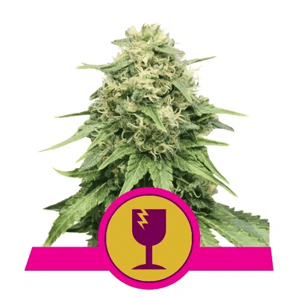 ROYAL QUEEN SEEDS - CRITICAL STRAIN - FEM PHOTO