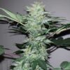 JINXPROOF GENETICS - OH SNAP STRAIN - REG PHOTO - 12 PACK - Image 8