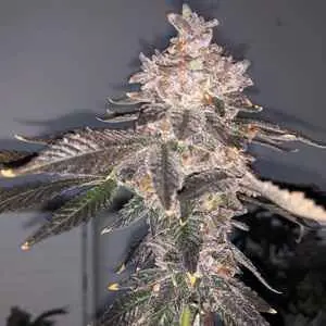 MOSCA SEEDS - GREEN TEA STRAIN - FEM PHOTO - 8 PACK