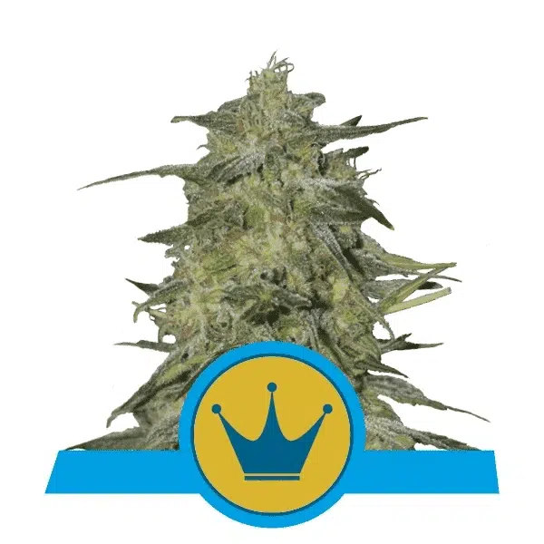 ROYAL QUEEN SEEDS - ROYAL HIGHNESS STRAIN - FEM PHOTO