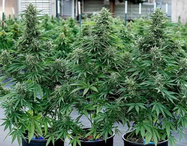 ROYAL QUEEN SEEDS – COSMOS F1 STRAIN – AUTO FEM