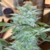 JINXPROOF GENETICS - OH SNAP STRAIN - REG PHOTO - 12 PACK - Image 7
