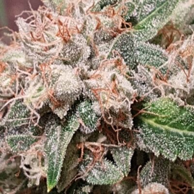 [discounted] ORGANICX GENETICS - SOUR BUBBLEGUM OG STRAIN - AUTO FEM - 3 PACK - Image 3