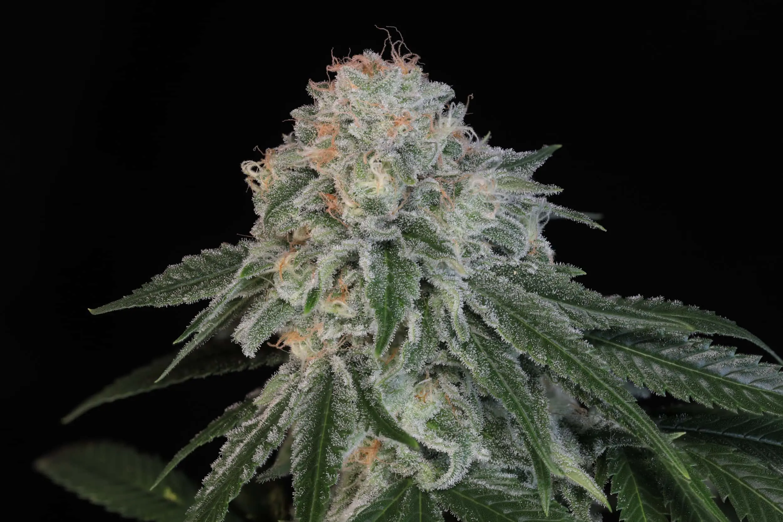 TWENTY20 - SOMETHING GOOD STRAIN - FEM PHOTO - 6 PACK