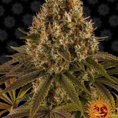 Strawberry Lemonade | Barney's Farm | FEM Photoperiod Seeds