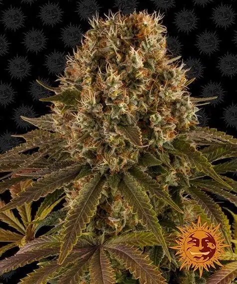 Strawberry Lemonade | Barney's Farm | FEM Photoperiod Seeds