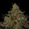 TWENTY20 - GRAN CHAMPAGNE STRAIN - FEM PHOTO - Image 2