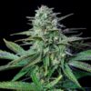 ROYAL QUEEN SEEDS - WEDDING CRASHER STRAIN - FEM PHOTO - Image 2