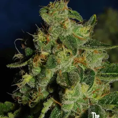 Green Crack | Cali Connection | FEM Photoperiod Seeds