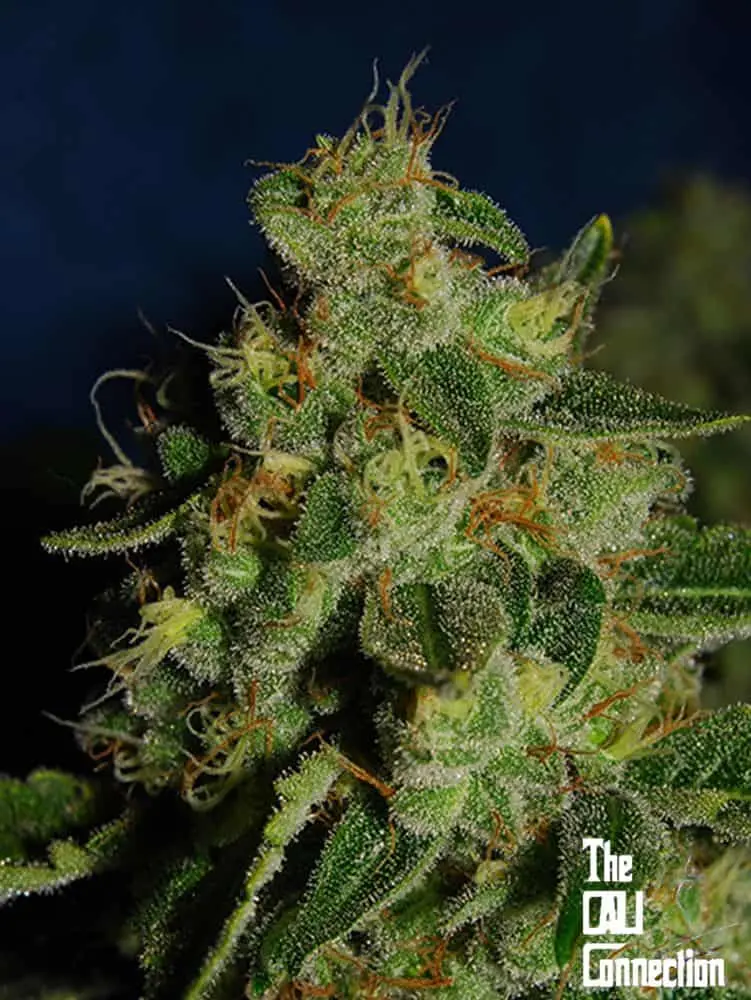 Green Crack | Cali Connection | FEM Photoperiod Seeds