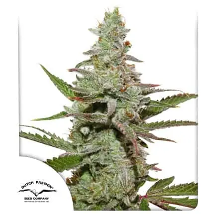Amsterdam Amnesia | Dutch Passion | FEM Photoperiod Seeds