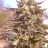 SPEEDRUN SEEDS - FROOT FUEL STRAIN - AUTO FEM - Image 2