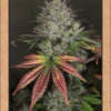 MEPHISTO GENETICS - CREME DE LA CHEM STRAIN - AUTO FEM - 7 PACK - Image 2