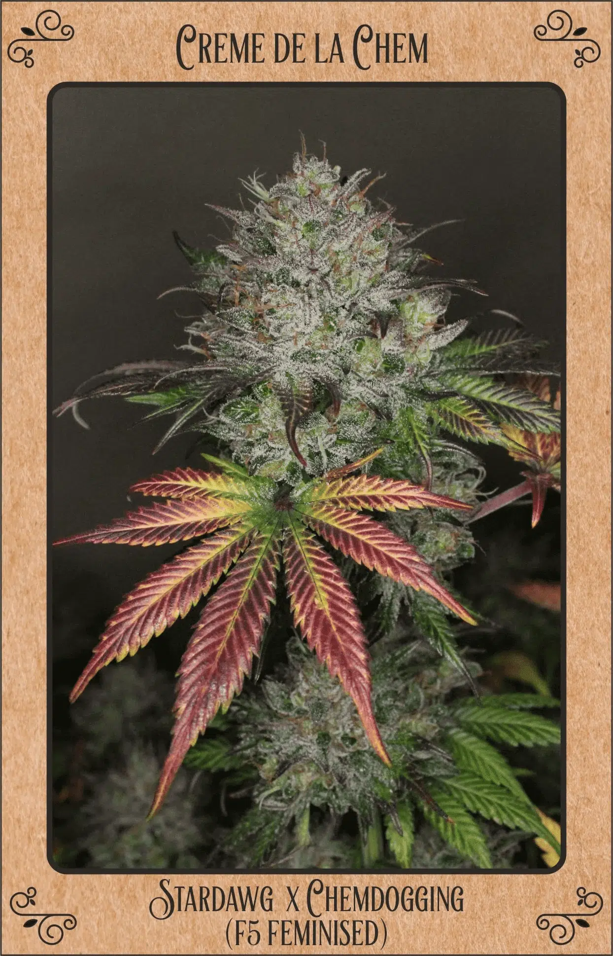 Creme De La Chem Auto | Mephisto Genetics | FEM Autoflower Seeds