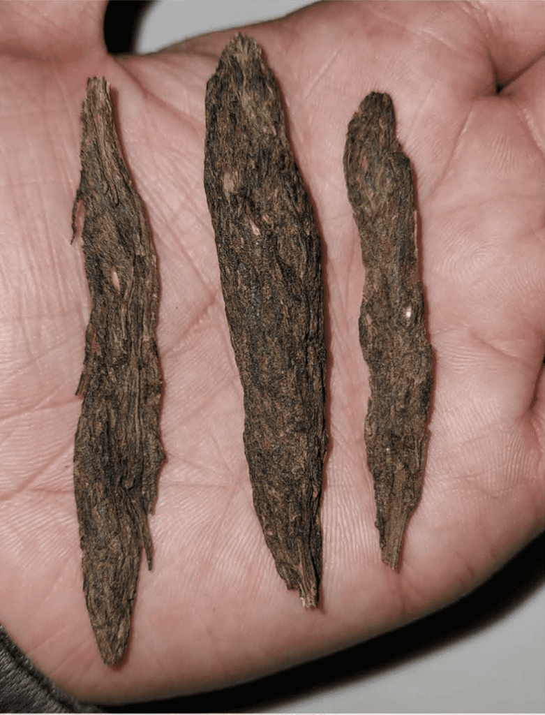 TRIDENT SEEDS - SILIGURI BRAIN LOCK STRAIN - REG PHOTO