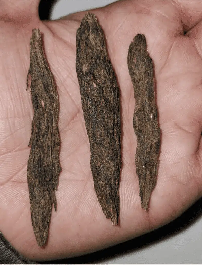 TRIDENT SEEDS - SILIGURI BRAIN LOCK STRAIN - REG PHOTO