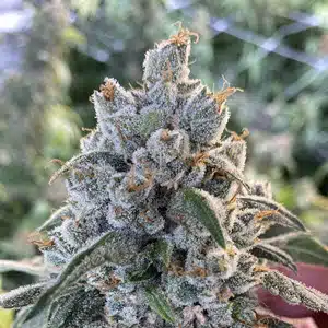 MOSCA SEEDS - FROSTED GUAVA STRAIN - AUTO FEM - 5 PACK