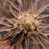 JINXPROOF GENETICS - HELL YEAH STRAIN - REG PHOTO - 12 PACK - Image 2