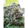 DUTCH PASSION - WHITE WIDOW - FEM PHOTO - Image 2