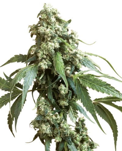 Cannabis image