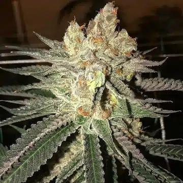 Citral Flo BX1 | Ethos Genetics | REG Photoperiod Seeds