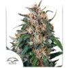 DUTCH PASSION - HOLLANDS HOPE - FEM PHOTO - Image 3