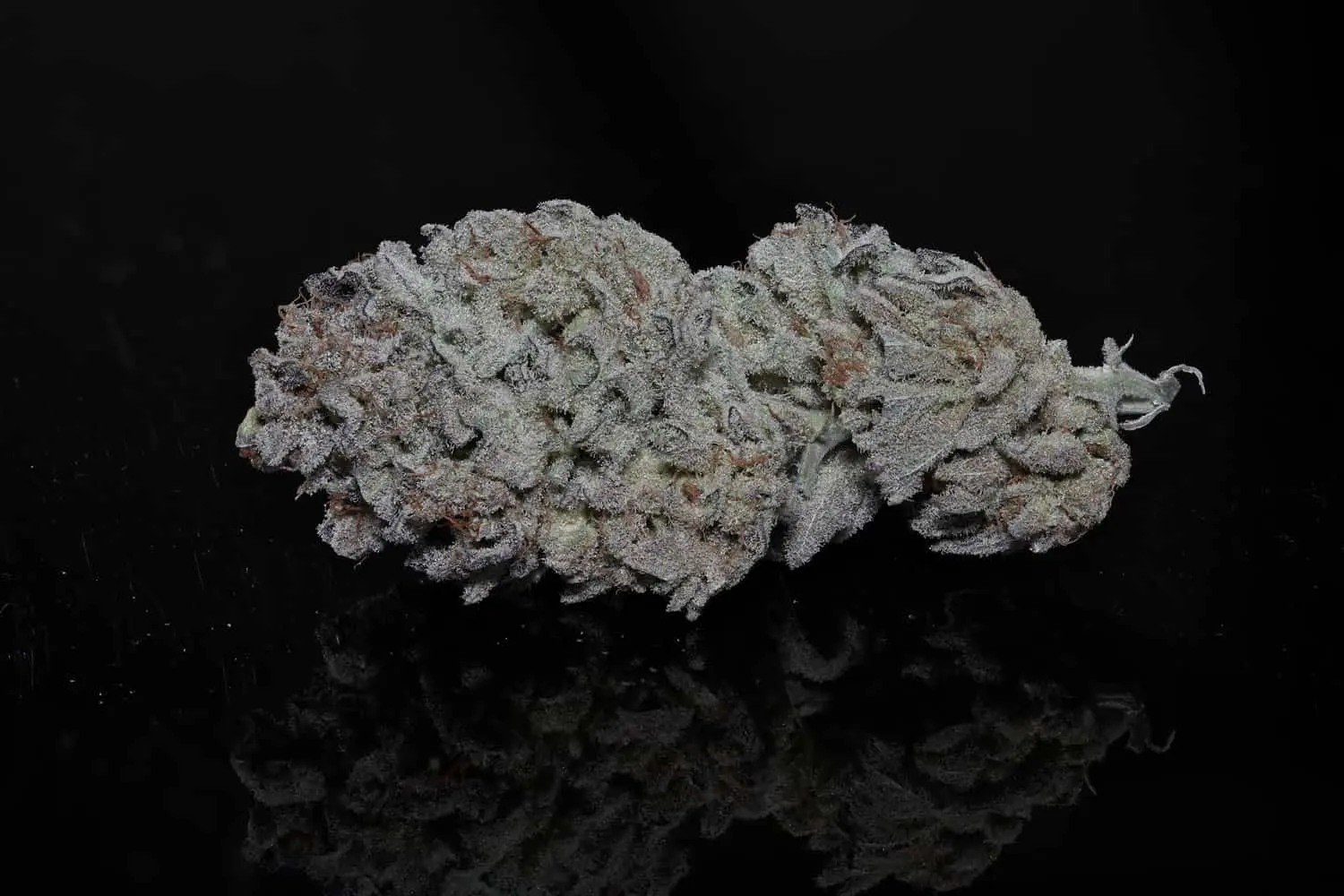 TWENTY20 - SMELL OF SUCCESS STRAIN -  FEM PHOTO - 6 PACK