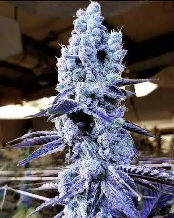 Mandarin Cookies V2 | Ethos Genetics | FEM Photoperiod Seeds