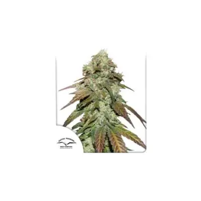 CBD Mazar | Dutch Passion | FEM Photoperiod Seeds