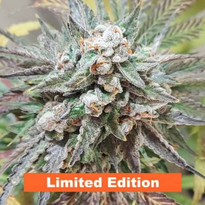 JINXPROOF GENETICS - GAME ON STRAIN - REG PHOTO - 12 PACK