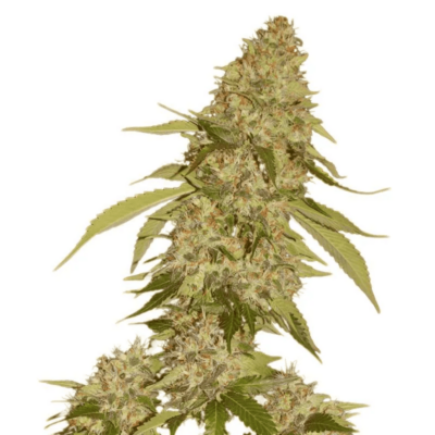 Holland's High - CANDY KUSH BANANA STRAIN - FEM PHOTO - 5 PACK