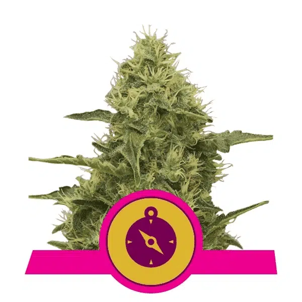 ROYAL QUEEN SEEDS - NORTHERN LIGHTS STRAIN - FEM PHOTO