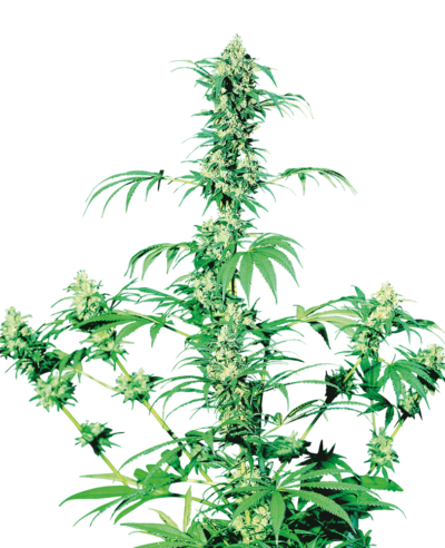 Cannabis image