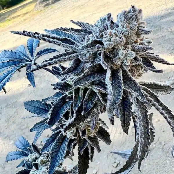 EXOTIC GENETIX - DIPZ STRAIN - FEM PHOTO - 6 PACK