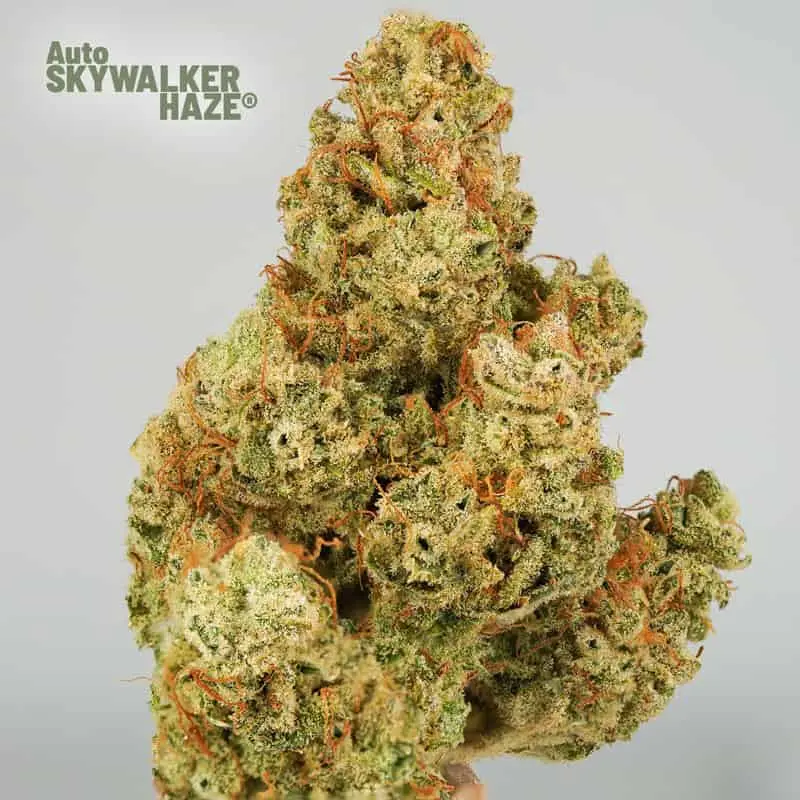 Skywalker Haze Auto