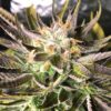 JINXPROOF - KUSH CREAM DREAM STRAIN - REG PHOTO - 12 PACK - Image 6